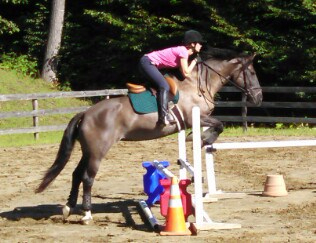 The Versatile Horse (part 2) – Finding the Right Partner